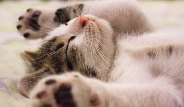 Mujer le dejó millonaria herencia en dólares a sus mascotas porque sus hijos nunca la visitaron