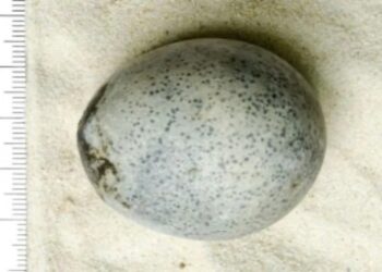 Hallan un huevo de gallina de hace casi dos mil años totalmente intacto
