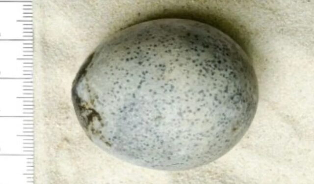 Hallan un huevo de gallina de hace casi dos mil años totalmente intacto