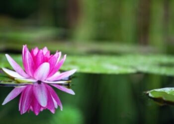 Nadaban en un estanque de Arizona cuando de pronto se encontraron con un depredador espeluznante