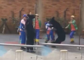 VIDEO: El impactante ataque de un oso negro a un artista de circo durante un acto en vivo
