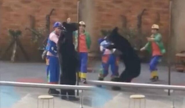 VIDEO: El impactante ataque de un oso negro a un artista de circo durante un acto en vivo