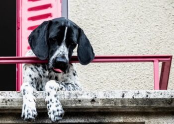 Dejó morir a su perro tras abandonarlo para mudarse con su pareja
