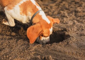 Una ama de casa notó un objeto extraño en la boca de su perro: jugaba con un pie humano