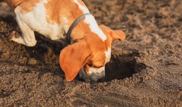 Una ama de casa notó un objeto extraño en la boca de su perro: jugaba con un pie humano