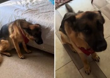 VIRAL: Dejó solo a su perro por 10 minutos para ir al baño y cuando salió encontró algo desastroso (VIDEO)