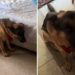 VIRAL: Dejó solo a su perro por 10 minutos para ir al baño y cuando salió encontró algo desastroso (VIDEO)