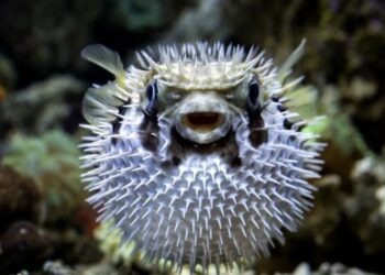 Con jugo de limón: murió después de comer un pez globo que él mismo cocinó