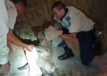 VIDEO: El milagroso rescate de un perro que quedó atrapado bajo un puente en La Urbina