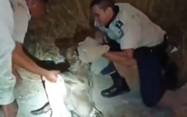 VIDEO: El milagroso rescate de un perro que quedó atrapado bajo un puente en La Urbina