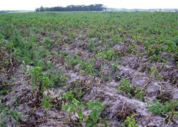 Reconstruyen cómo se propagó por EEUU el hongo que causó la Gran Hambruna de Irlanda