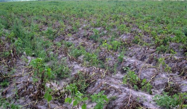 Reconstruyen cómo se propagó por EEUU el hongo que causó la Gran Hambruna de Irlanda