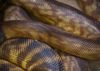 VIDEO: Descubren a la serpiente más grande del mundo en la selva amazónica y un detalle los dejó perplejos