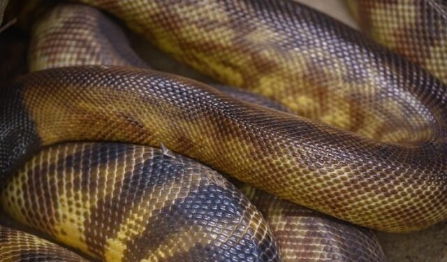 VIDEO: Descubren a la serpiente más grande del mundo en la selva amazónica y un detalle los dejó perplejos