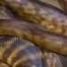 VIDEO: Descubren a la serpiente más grande del mundo en la selva amazónica y un detalle los dejó perplejos