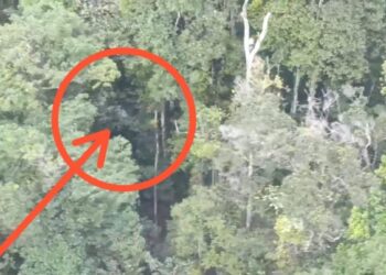 EN VIDEO: Así localizaron un avión siniestrado en medio de una densa vegetación en Bolívar