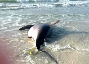 ¿Día de playa tranquilo? No si se te aparece este tiburón de 700 kilos (VIDEO)
