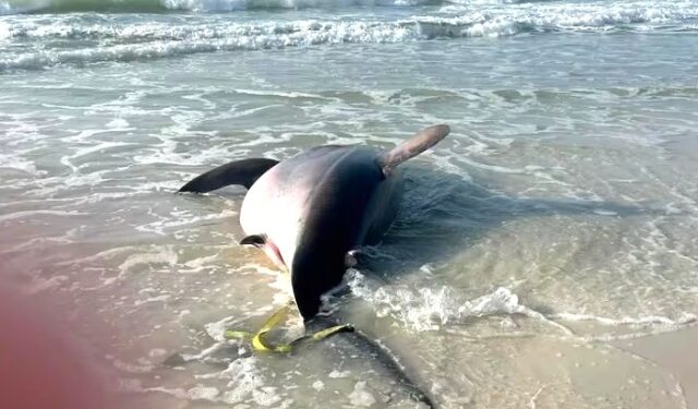¿Día de playa tranquilo? No si se te aparece este tiburón de 700 kilos (VIDEO)