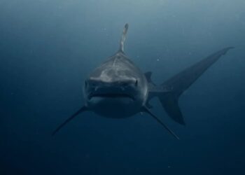 VIDEO: El escalofriante momento en el que un tiburón casi le arranca la pierna a un nadador