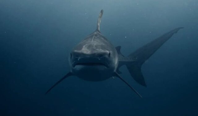 VIDEO: El escalofriante momento en el que un tiburón casi le arranca la pierna a un nadador