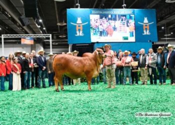 Venezolano triunfa en la International Brahman Show de Houston con su vaca campeona