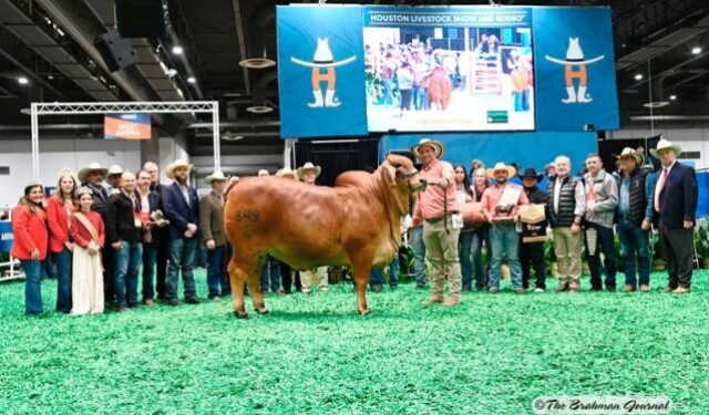 Venezolano triunfa en la International Brahman Show de Houston con su vaca campeona