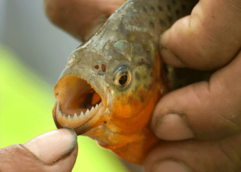 Playa turística de Brasil es atacada por pirañas y se reportan varios heridos