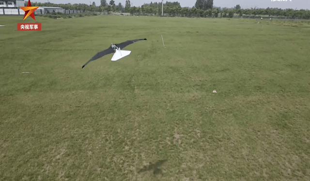 Expertos aeronáuticos diseñaron un dron que imita perfectamente el vuelo de las aves (Video)