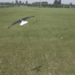 Expertos aeronáuticos diseñaron un dron que imita perfectamente el vuelo de las aves (Video)