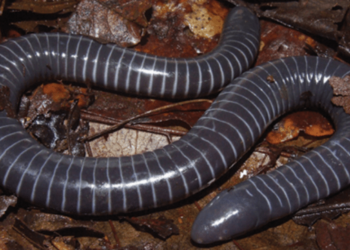 Científicos descubrieron que este anfibio ovíparo proporciona “leche” rica en nutrientes a sus crías