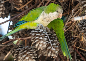 El brote de “fiebre de los loros” en Europa causó la muerte de al menos cinco personas