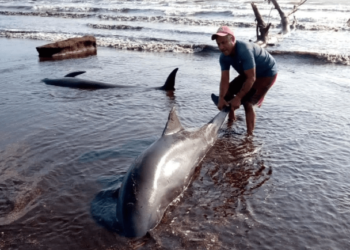 EN VIDEO: reportan la presencia de delfines en las costas de Falcón
