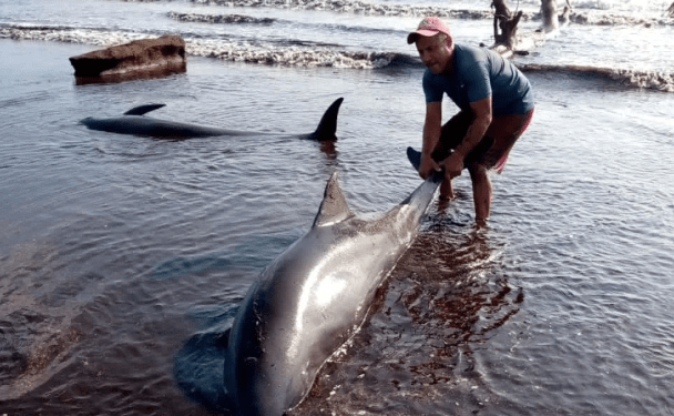 EN VIDEO: reportan la presencia de delfines en las costas de Falcón