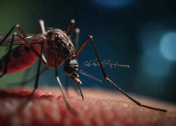 Cómo influye una alimentación sana y equilibrada en la protección frente al dengue