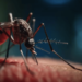 Cómo influye una alimentación sana y equilibrada en la protección frente al dengue