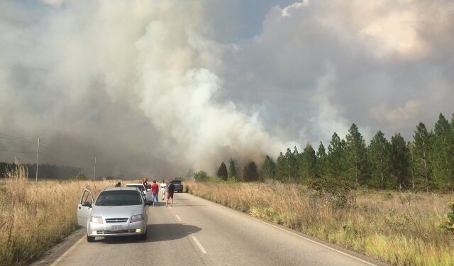 Múltiples hectáreas de pinos se incendiaron en Uverito, entre Anzoátegui y Monagas