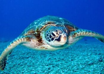 Mueren nueve personas y más de 70 personas fueron hospitalizadas tras comer carne de tortuga en Tanzania