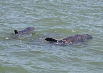 Hallazgo de delfín “cabeza de melón” muerto en Falcón sería el primer reporte de esa especie en el estado