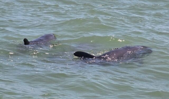 Hallazgo de delfín “cabeza de melón” muerto en Falcón sería el primer reporte de esa especie en el estado