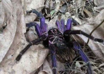 Advierten del comercio de tarántulas en el mercado ilegal de mascotas exóticas y esto pagan por ejemplar