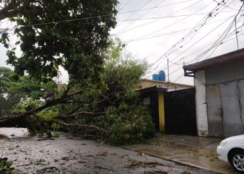 Al menos tres lesionados, árboles caídos y daños materiales dejaron fuertes lluvias en Bejuma (Video)