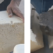 Queso con piedra: ¿una modalidad de estafa en la frontera de Apure? (Video)