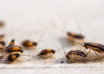 ¿Cómo usar el limón para ahuyentar las cucarachas de la cocina?