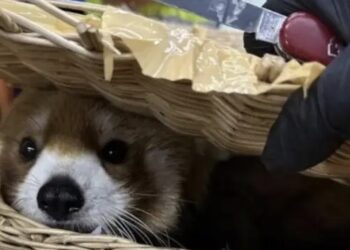 Arrestan a seis personas en Tailandia por llevar un panda rojo y otros animales en equipaje