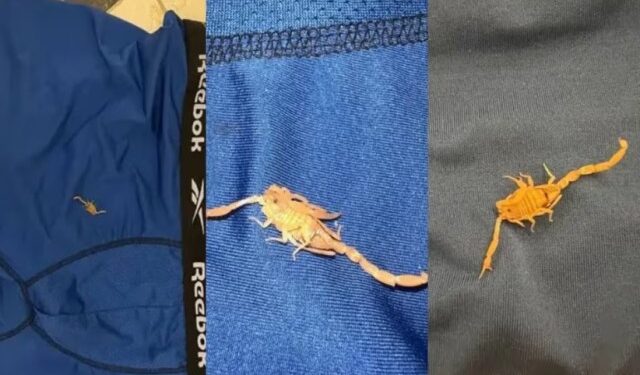 Un hombre se hospedó en un hotel cinco estrellas de Las Vegas pero sus vacaciones se arruinaron porque un escorpión lo picó en los testículos