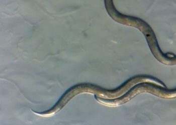 La verdad detrás de los gusanos que entran y salen de Chernóbil: ¿pueden transmitir radiación?