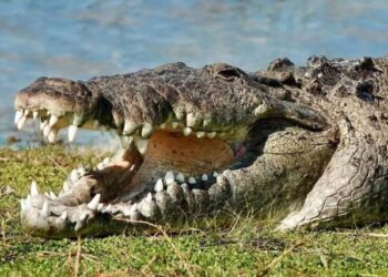 Su embarcación volcó en pantano de Florida y un cocodrilo lo hizo pasar la peor experiencia de su vida