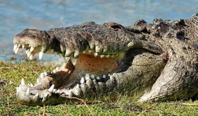 Su embarcación volcó en pantano de Florida y un cocodrilo lo hizo pasar la peor experiencia de su vida