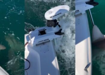 VIDEO: Pescaban en Florida cuando varios tiburones los rodearon y los atacaron salvajemente