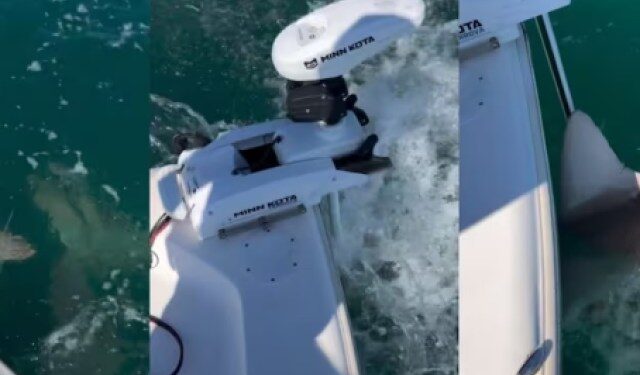 VIDEO: Pescaban en Florida cuando varios tiburones los rodearon y los atacaron salvajemente